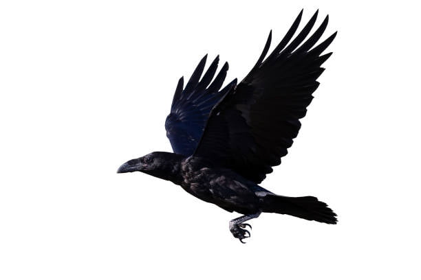 En la imagen puede mostrar una ravn (cuervo) entrenando